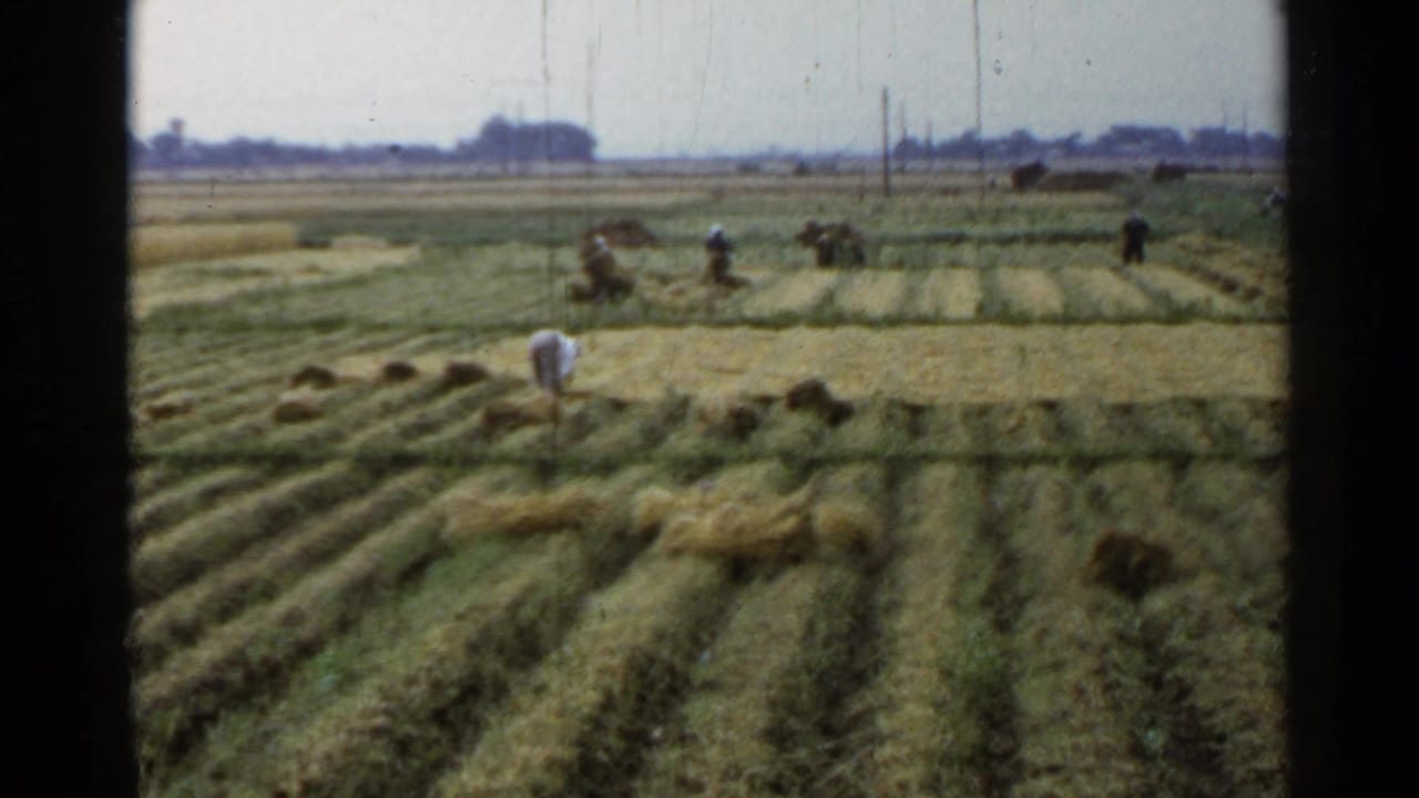 Farmers work among rows of cut grain in a wide rural field.