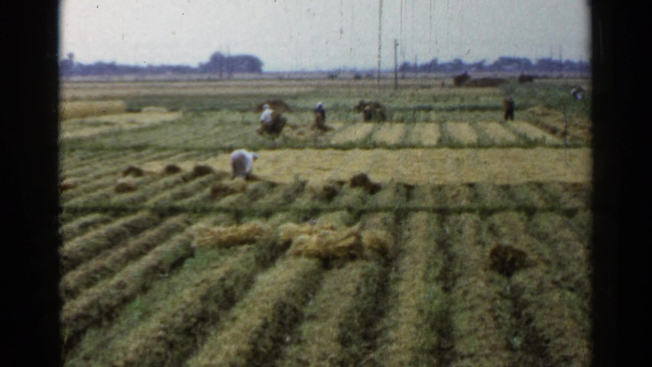 Workers gather cut grain in rows across an open field.