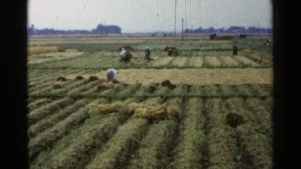 Distant workers in a 1953 Japan field gather harvested stalks, with open farmland and a low horizon behind them.