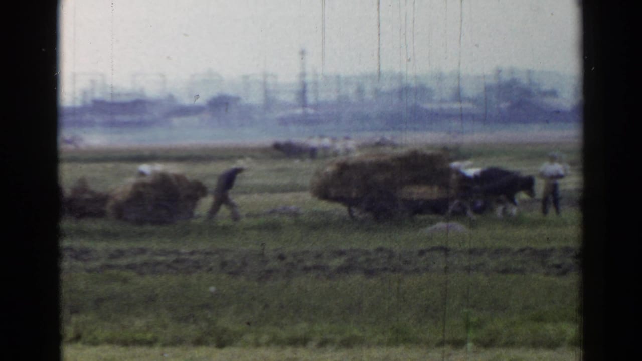An ox-drawn cart loaded with straw moves across a field with workers nearby.