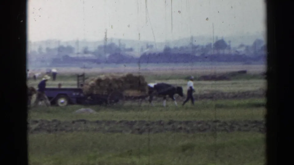 Workers stand near a loaded straw cart and oxen in a rural Japan field, with a small trailer at left and distant buildings beyond.