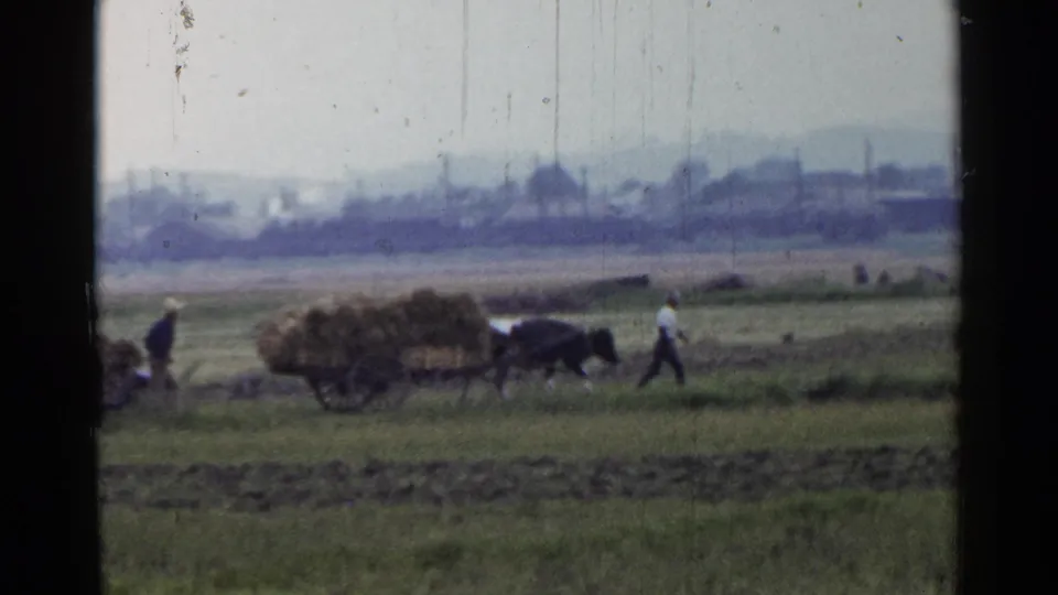 An ox team pulls a straw-loaded cart through a Japanese field as workers walk alongside, with distant buildings under an overcast sky.