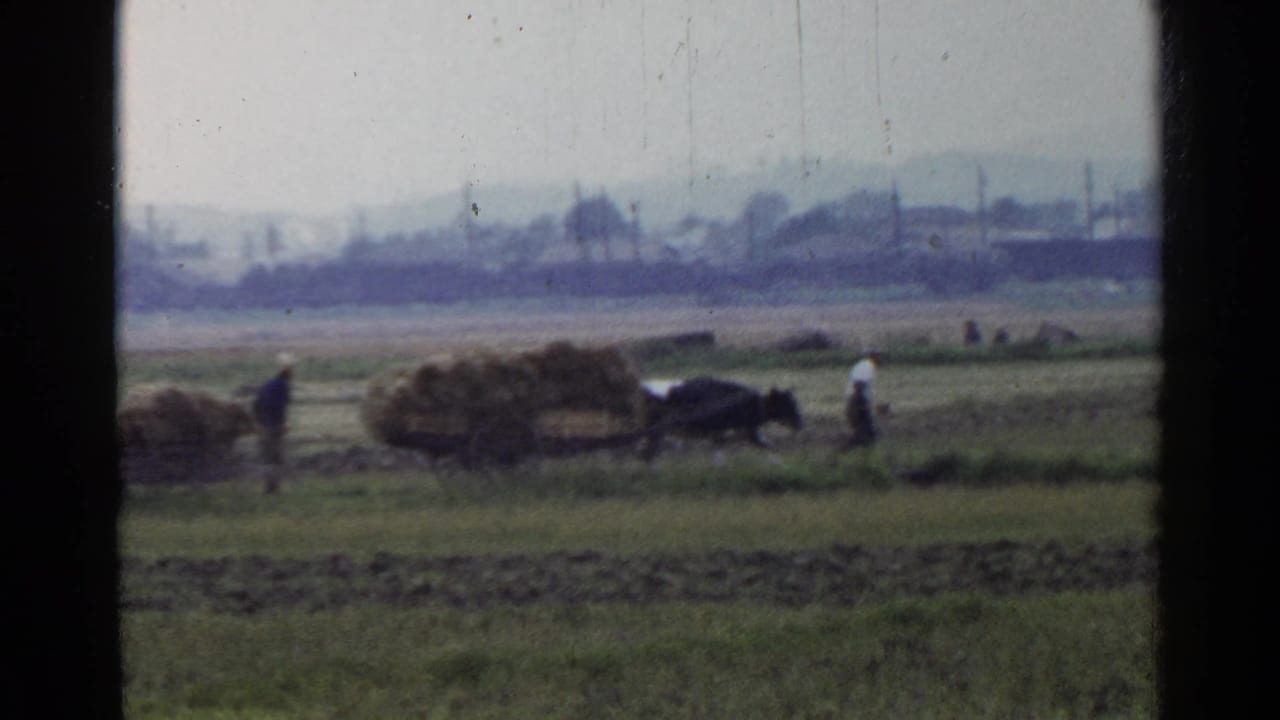 Farm workers move hay and an ox-drawn cart across a rural field.