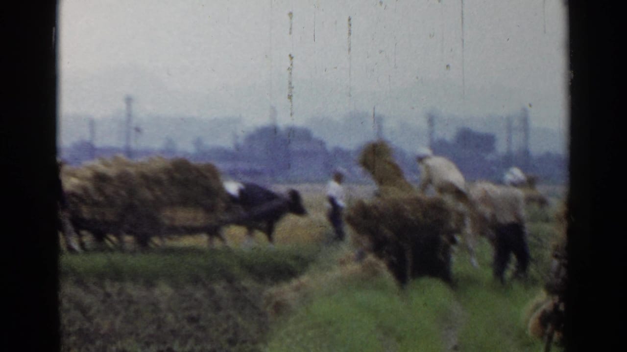 Farm workers in rural Japan guide oxen and handle loose hay beside loaded carts, with field rows and utility poles visible through soft 8mm haze.