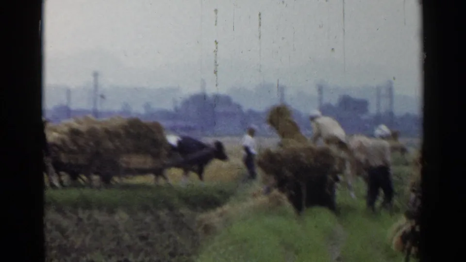 Farm workers in rural Japan guide oxen and handle loose hay beside loaded carts, with field rows and utility poles visible through soft 8mm haze.