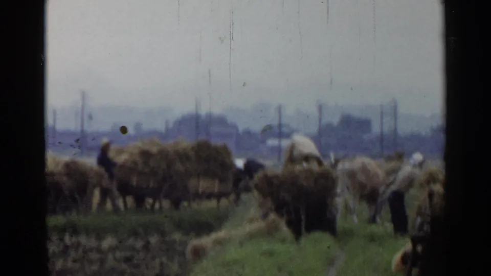 A wide home-movie frame shows rural Japanese farm workers clustered around oxen and hay-laden carts, with cultivated ground in the foreground and poles beyond the field.