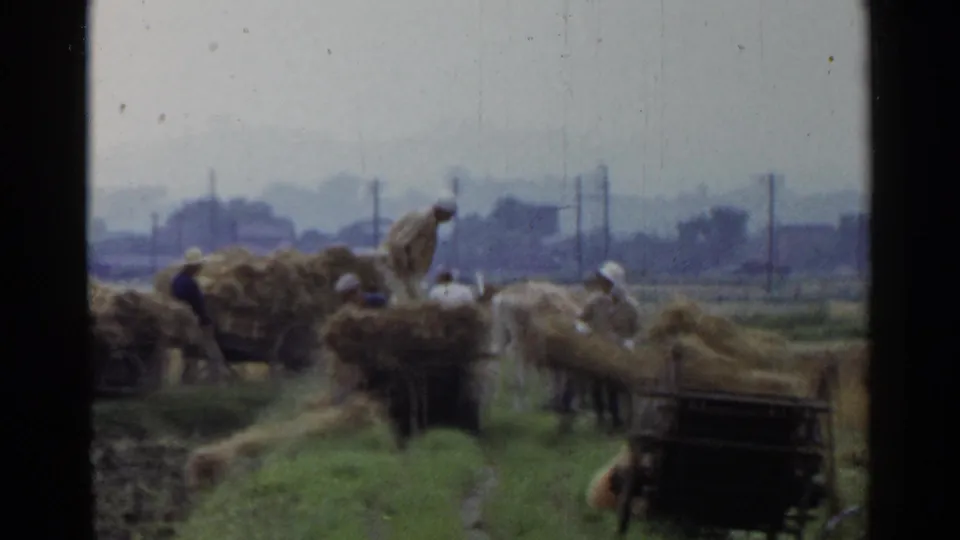 Farm workers in a rural Japanese field stack and move hay on wooden carts, while oxen stand nearby and the distant landscape remains hazy behind utility poles.