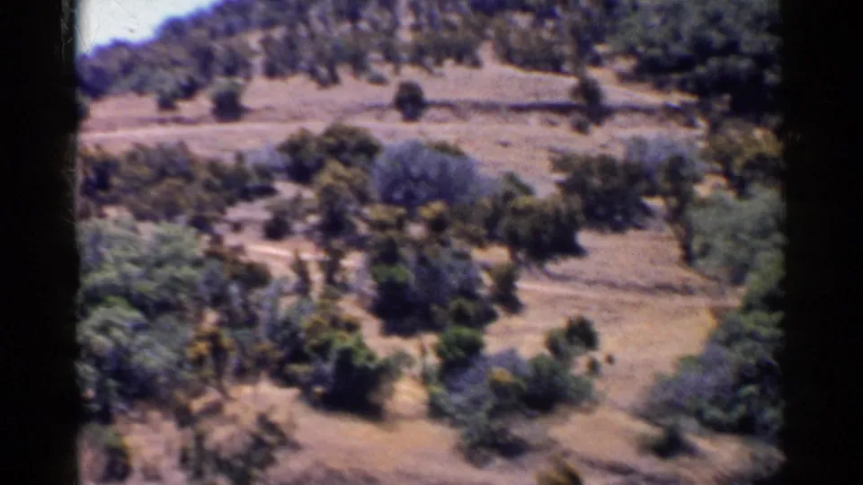 1955 California 8mm frame showing dry rolling terrain with scattered shrubs, small trees, and darker vegetation patches.