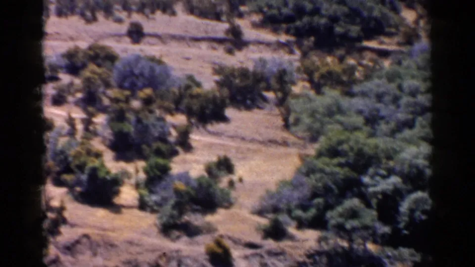 1955 California landscape frame with arid ground, scattered brush, tree clusters, and a pale path or drainage line.