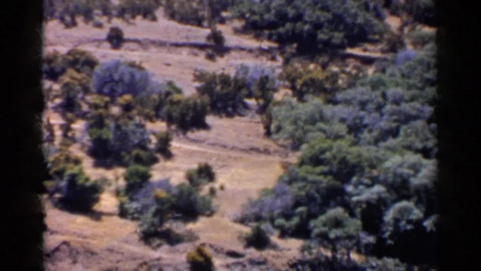 1955 California home-movie frame showing uneven dry hillside, clustered trees, scattered shrubs, and muted 8mm color.