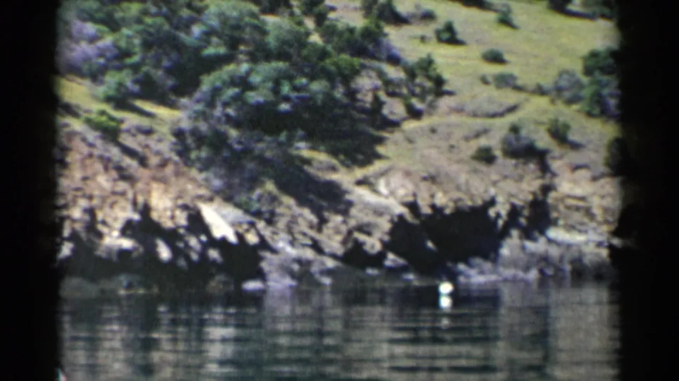 1955 California 8mm view of a rocky lakeshore cove, brushy slope, and reflective water surface in daylight.