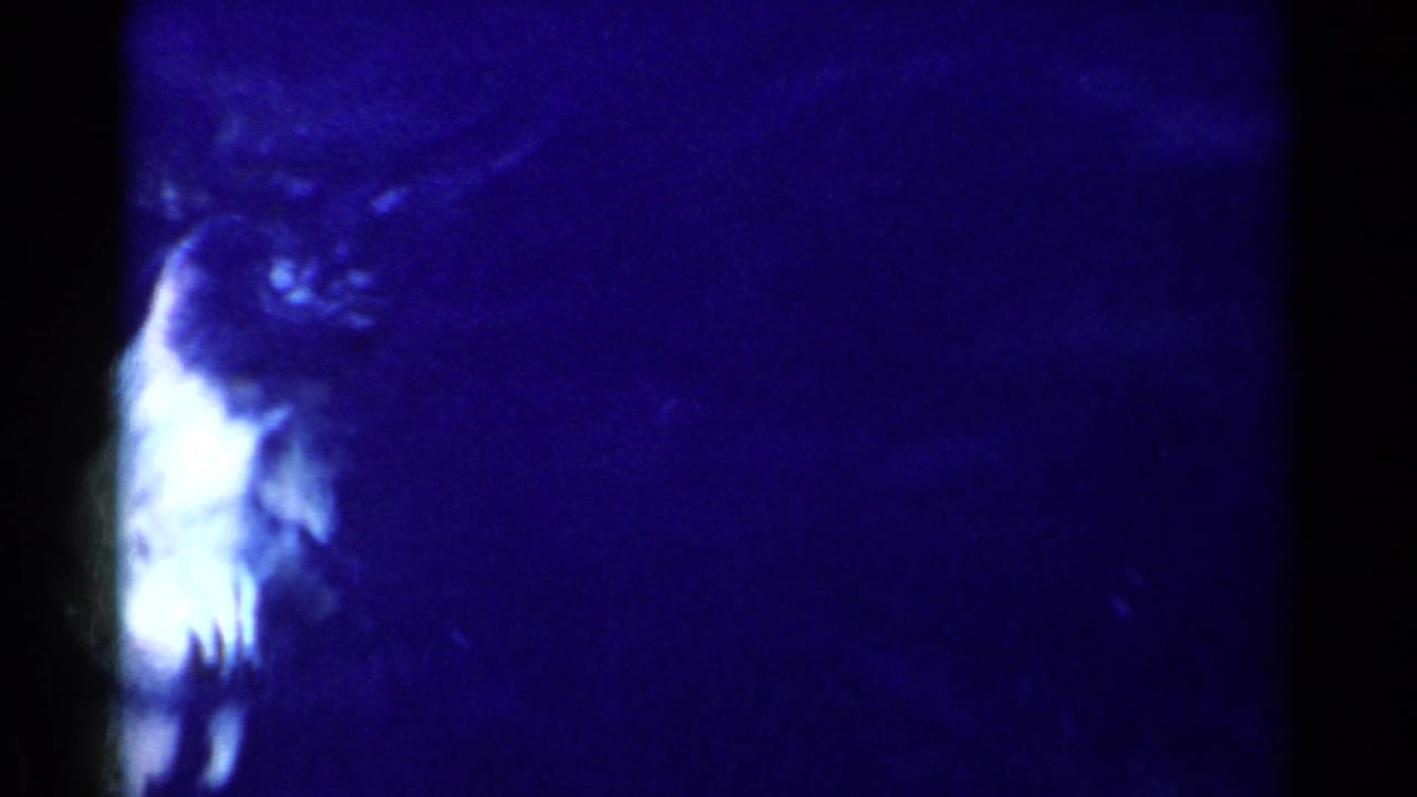 Large pale fish shape moving in dark blue water.