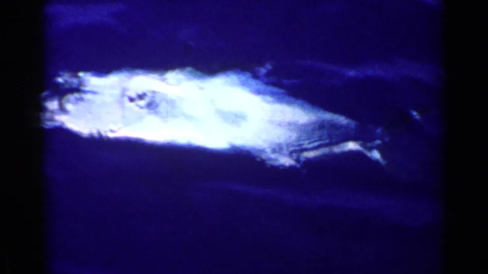 A large silvery fish thrashes close to the surface of blue water in grainy 1955 California 8mm fishing footage.