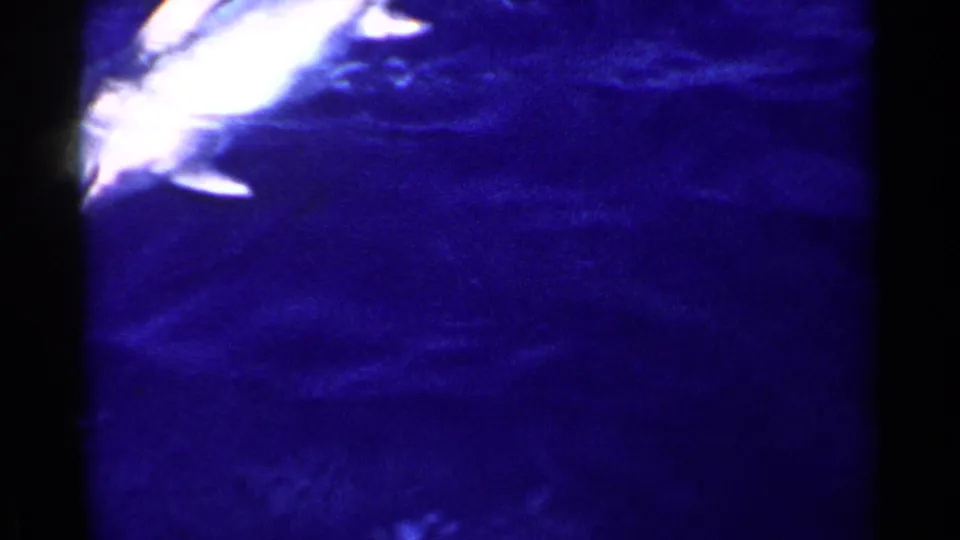The fish is partly visible at the edge of the frame, its pale body contrasting with the saturated blue water in 1955 California footage.