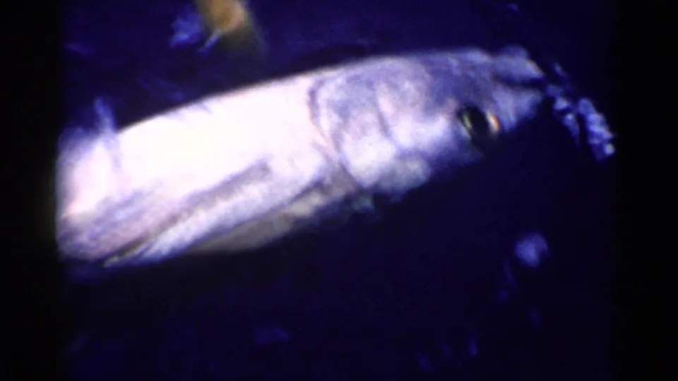 A fish is visible in dark blue water, caught in grainy 8mm footage with strong exposure contrast and soft focus.