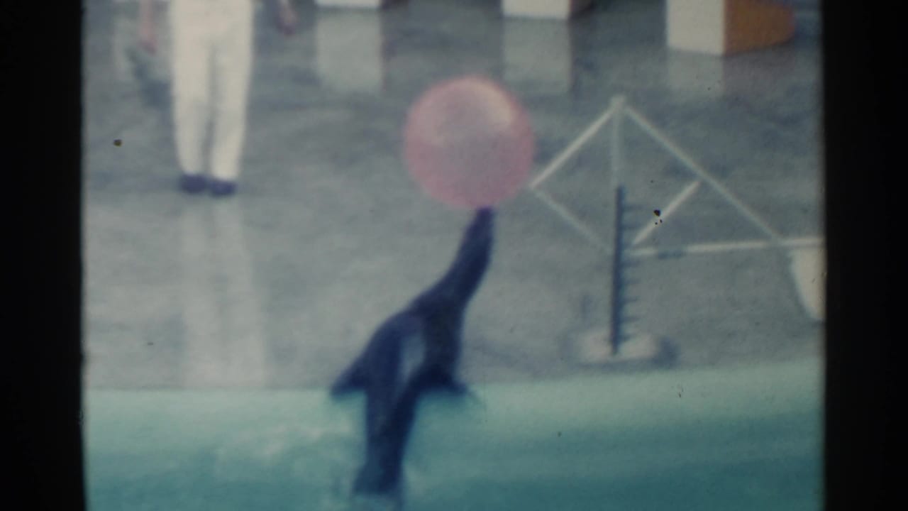1958 Pearl Harbor frame of a seal raising a pink ball on its nose near a wet concrete stage and geometric show prop.