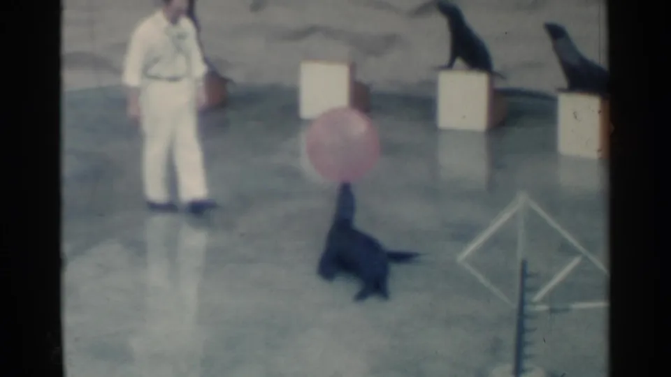 1958 Pearl Harbor marine show frame with a trainer in white, a seal balancing a pink ball, and two seals seated on small platforms behind.