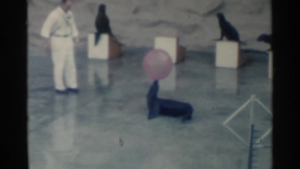 1958 Pearl Harbor frame showing a seal seated upright on the wet stage near a pink ball, with trainer and platformed seals in the background.