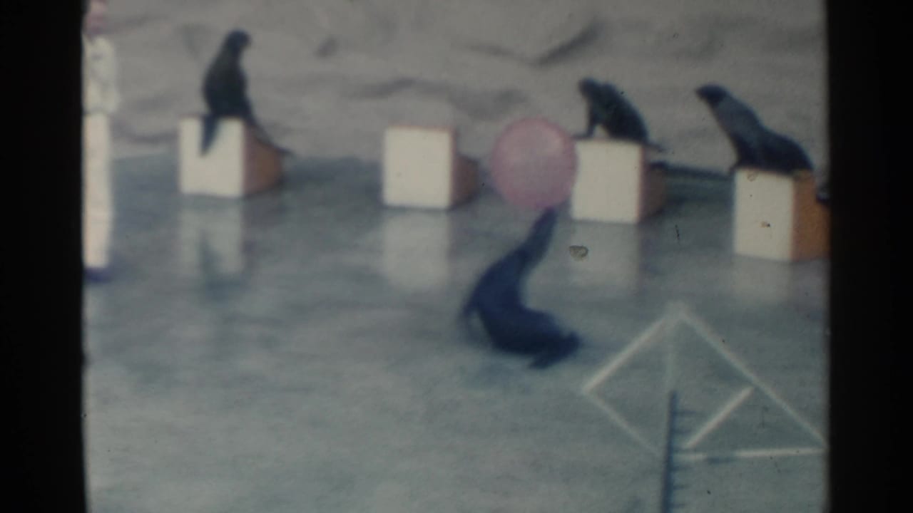 1958 Pearl Harbor home-movie frame showing sea lions on blocks as one balances a pink ball on its nose.