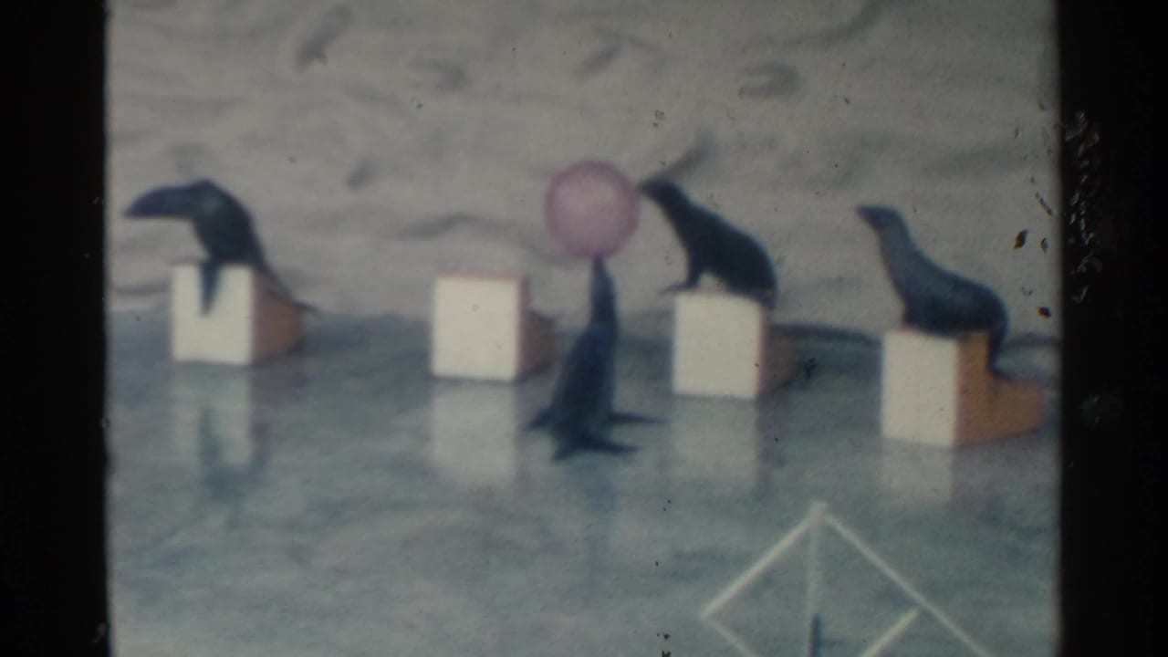 Sea lions arranged on blocks while one balances a pink ball.