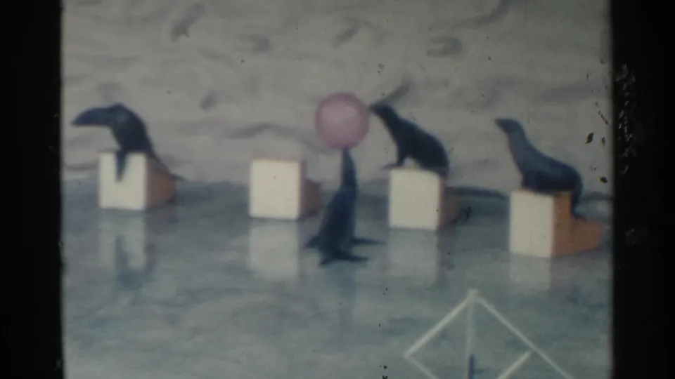 Sea lions appear on block props during a Pearl Harbor marine show, with one animal balancing a pink ball.