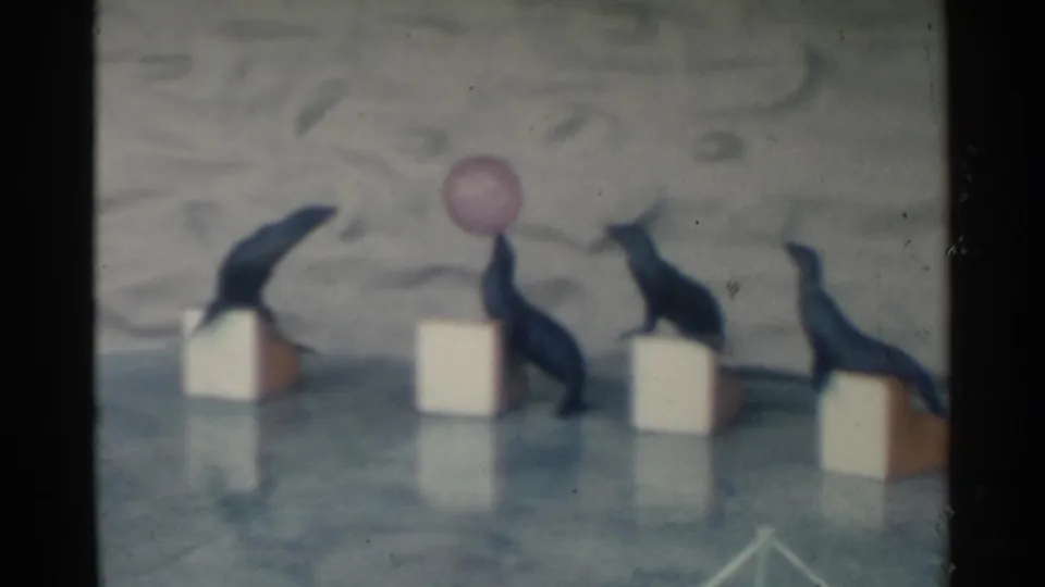 Vintage 8mm frame of several sea lions in a staged marine act, including one with a pink ball balanced overhead.