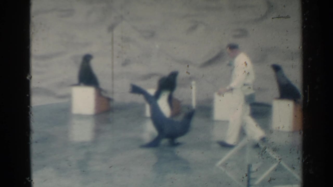 Trainer in white walks near sea lions on a wet stage with blocks.