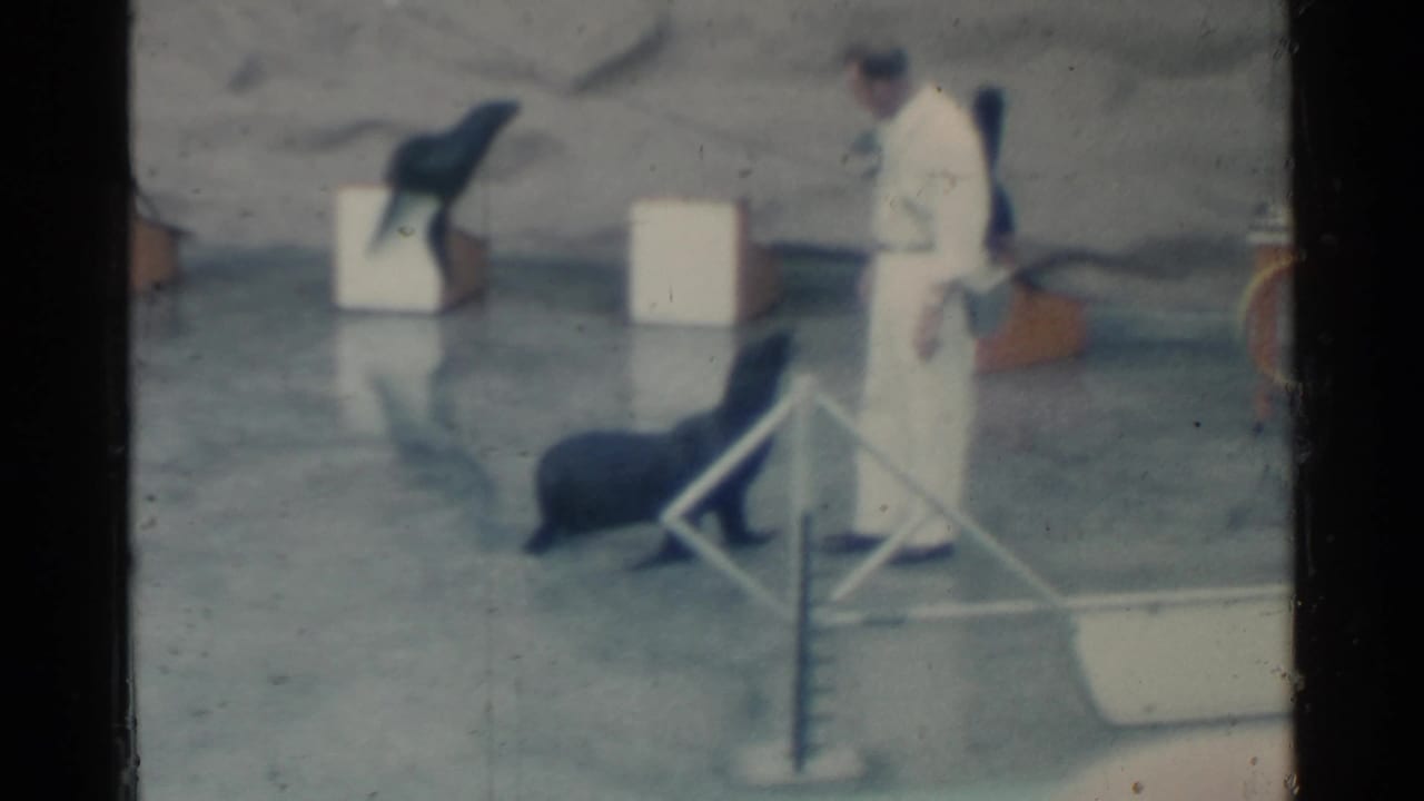 1958 Pearl Harbor frame with a trainer standing near a sea lion navigating a low obstacle on the show platform.
