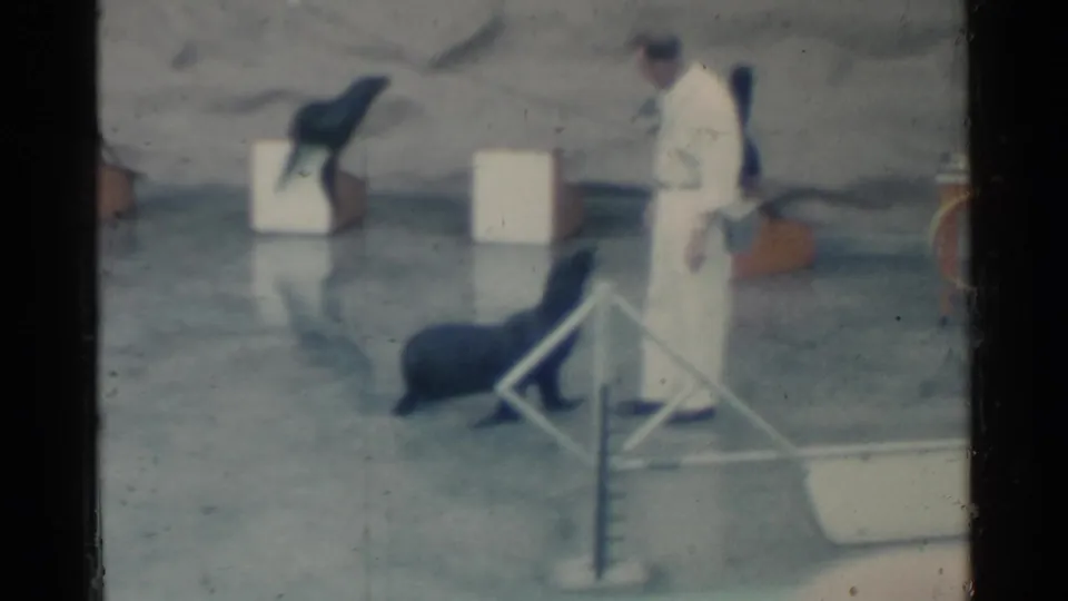 1958 Pearl Harbor frame with a trainer standing near a sea lion navigating a low obstacle on the show platform.