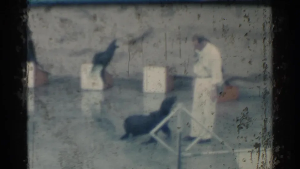 1958 Hawaii home-movie frame showing a sea lion act with a trainer, blocks, and a low obstacle on a reflective platform.