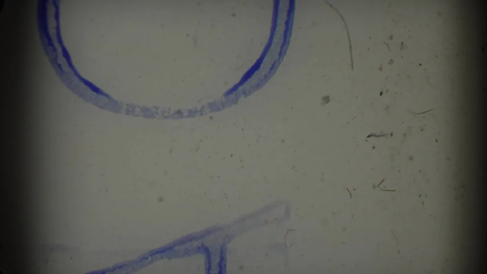 Close view of pale film leader or blank footage with blue handwritten marks, dark gate edges, dust, and scratches from the 8mm scan.