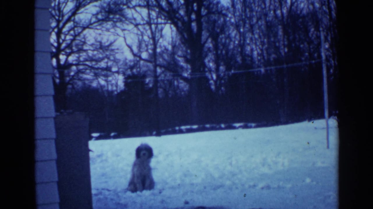 Small fluffy dog sitting in a snowy yard near bare trees.