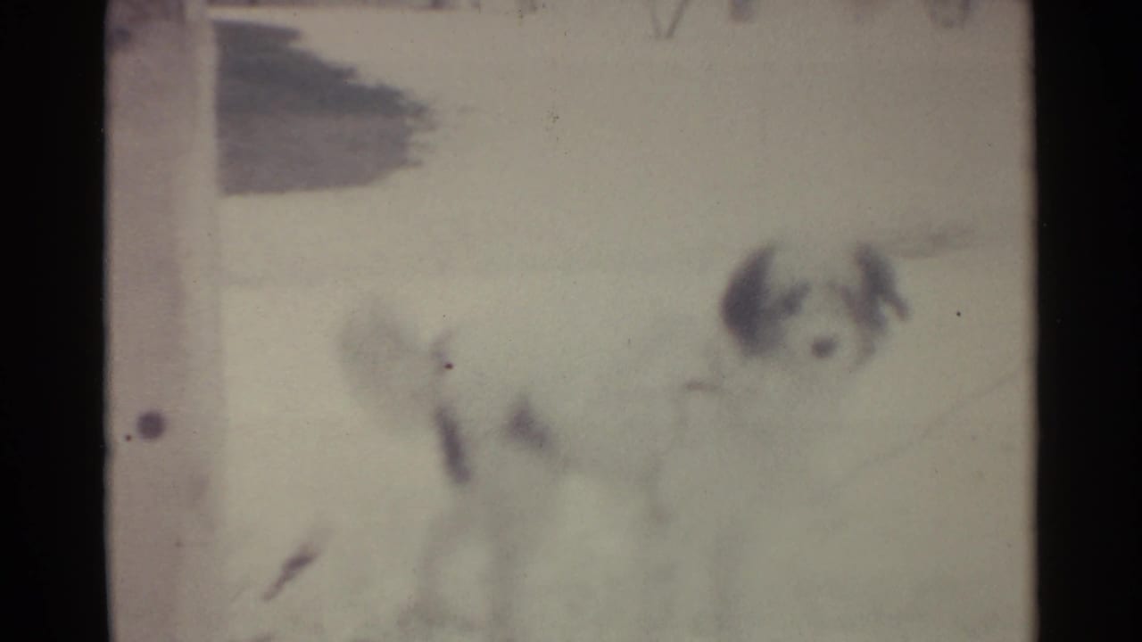 Small pale dog in snow facing the camera with dark ears and a faint chain line.