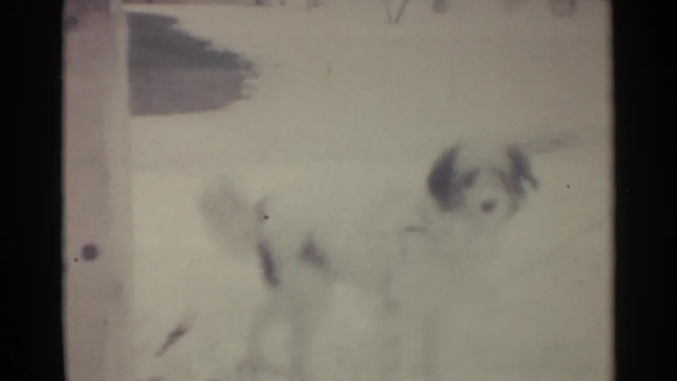 1959 Ohio 8mm frame showing a small pale dog in snow, softly focused, with dark ears and a faint chain visible.