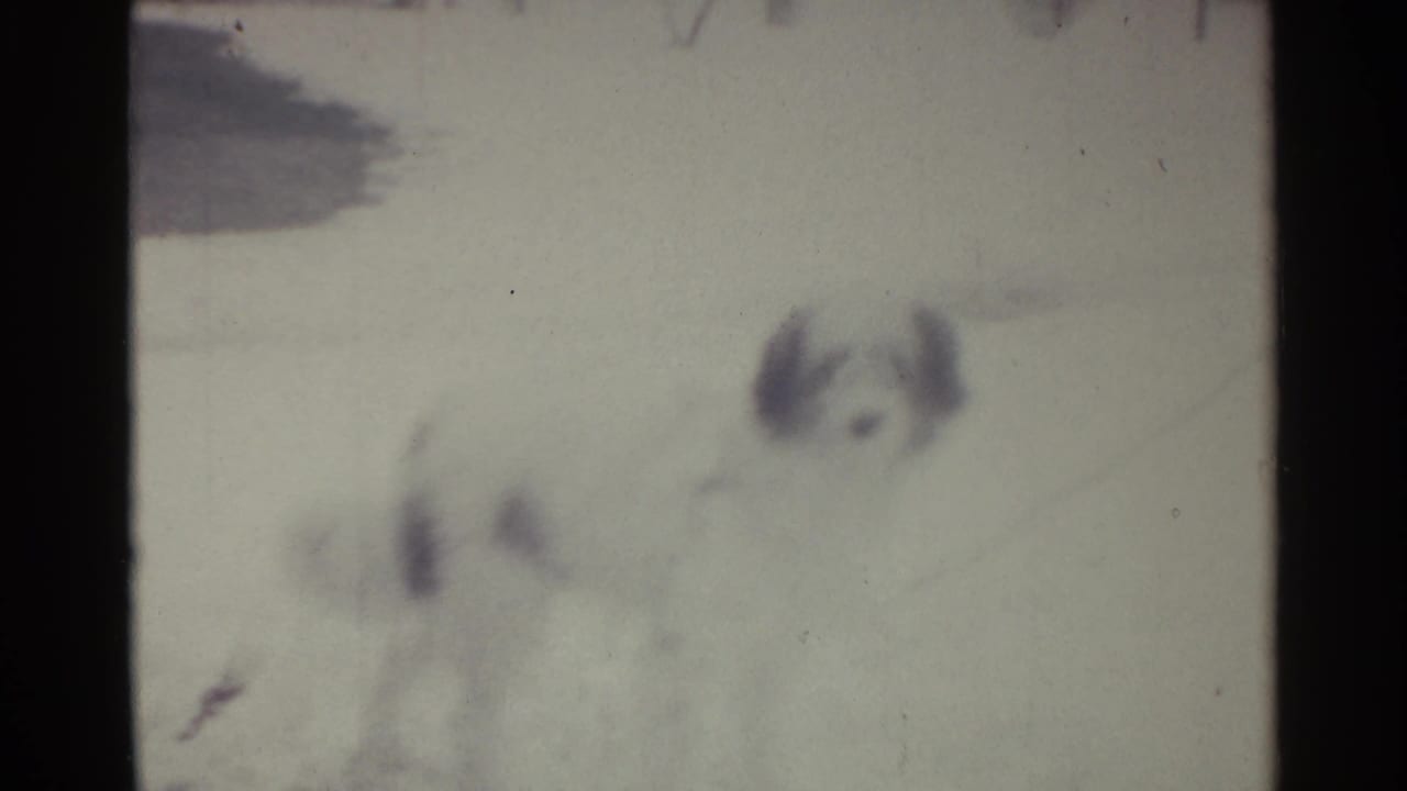 Small dog on snowy ground looking toward the camera, with a faint chain crossing the frame.