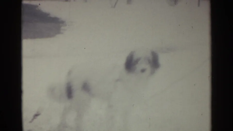 1959 Ohio home-movie frame of a small dog in snow, its dark ears visible as a thin chain line crosses the soft image.