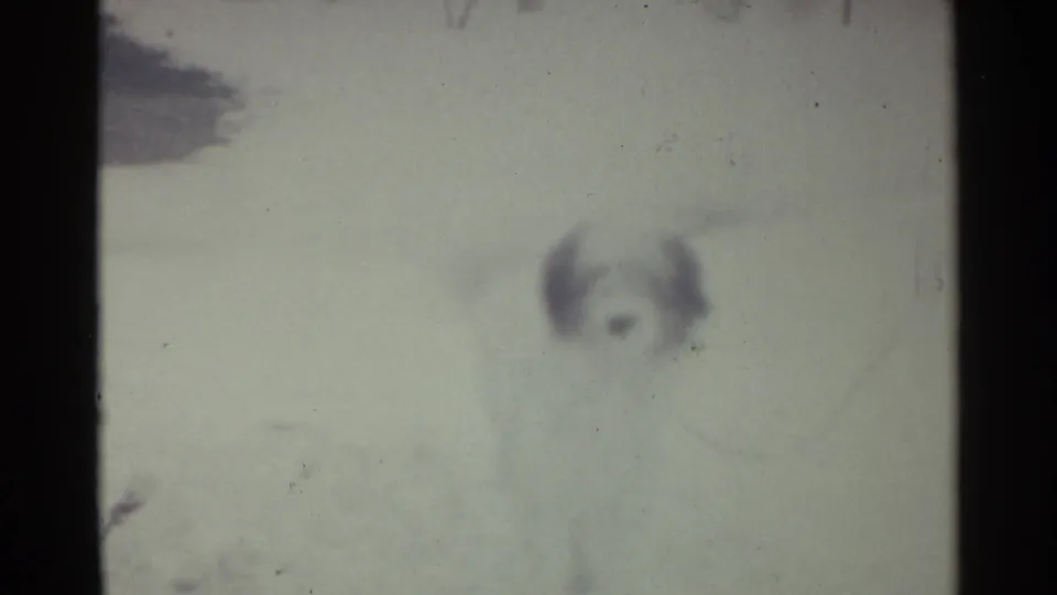 Soft 1959 Ohio 8mm frame with a small dog standing in snow, dark ears and snout visible against the pale ground.