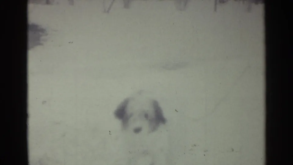 1959 Ohio 8mm frame showing the small dog low in a snowy yard, facing the camera through muted exposure and visible film grain.