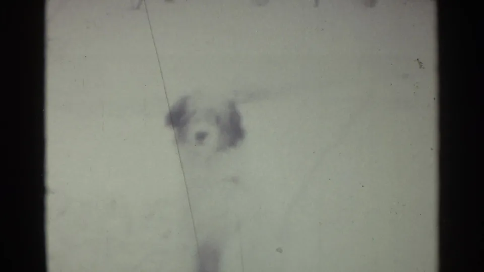 A fluffy light-colored dog appears in a snowy Ohio yard in soft 8mm focus, with dark gate edges framing the scene.