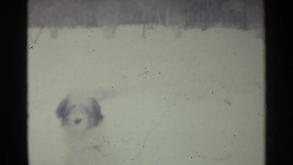 A fluffy dog stands in deep snow, with bare trees or brush forming a dark horizontal band across the winter yard.