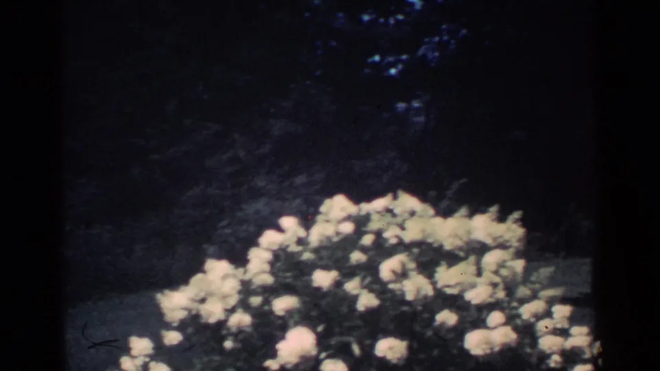 1959 Ohio home-movie frame centered on a blooming rose bush in a shaded backyard, with lawn and trees in soft focus.