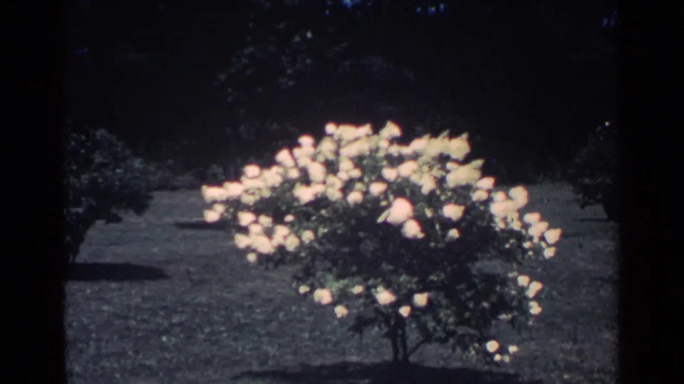 1959 Ohio backyard frame showing a rounded rose bush with pale flowers set against a dark, tree-lined lawn.