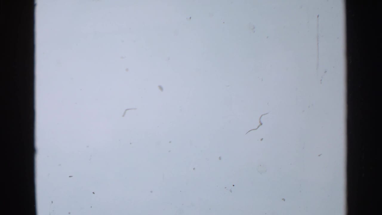 1959 8mm frame showing a pale overexposed area with visible dust specks, scratches, and dark film borders.