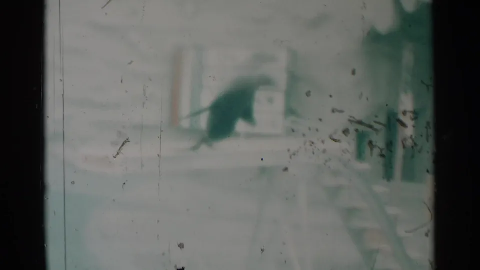 Soft green-tinted 1959 South Dakota 8mm frame showing a dark seal near a pool edge and blurred visitors behind a barrier.
