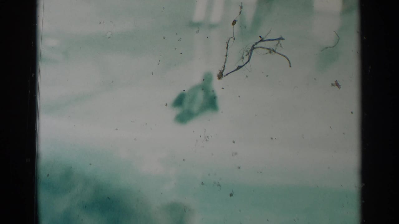 Dark seal shape in a pale pool area with heavy scratches and soft focus.