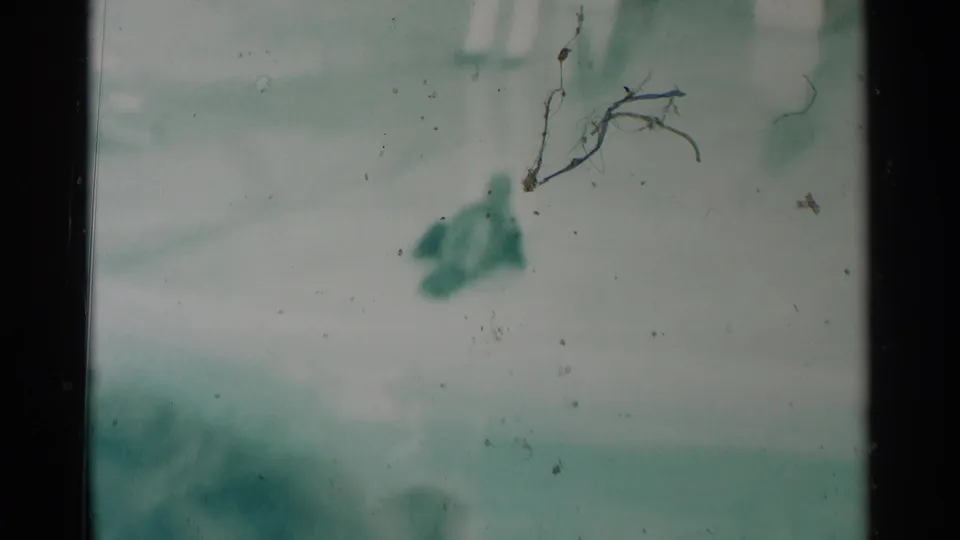 Green-tinted 8mm frame from the South Dakota zoo scene, showing a dark seal form in or near the pool with limited detail.