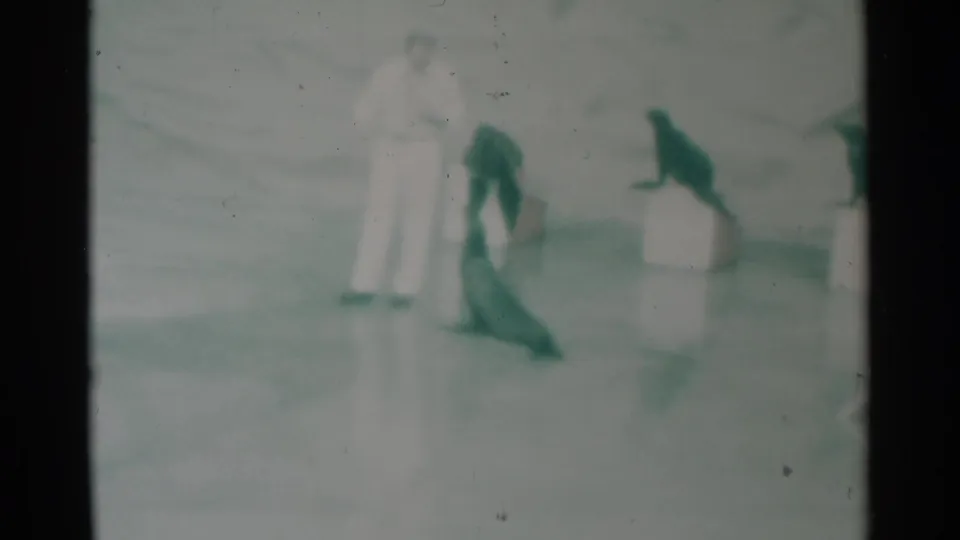 1959 South Dakota home-movie frame showing a light-clothed handler beside dark seals at a pool, with blurred visitors nearby.
