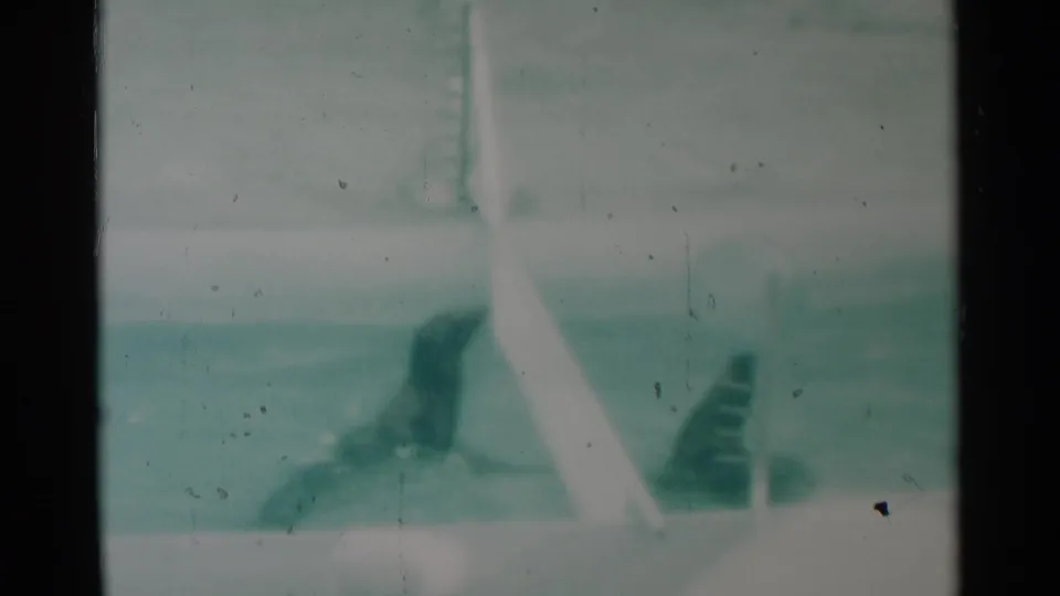 Soft 1959 South Dakota 8mm frame showing a seal near a pool structure, with the enclosure and water area mostly blurred.