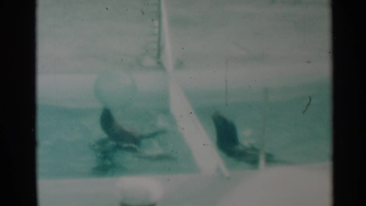 Two seals in a pool near a light-colored ball and white partition.