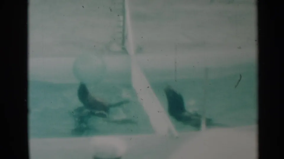 1959 South Dakota 8mm frame showing two seals in a pool, with a pale ball above them and a white partition crossing the scene.